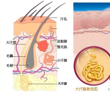 病理图